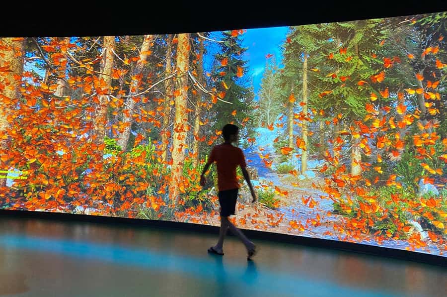 New Orleans: Audubon Aquarium & Insectarium Ticket - Get hands-on at the 60-foot Shark Discovery Touch Pool