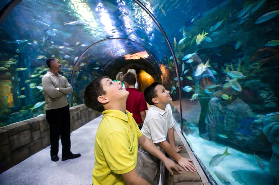 New Orleans: Audubon Aquarium & Insectarium Ticket - Slow down at the 450,000-gallon Gulf of Mexico habitat
