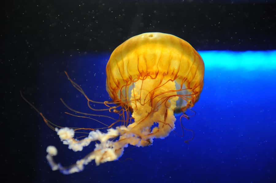 New Orleans: Audubon Aquarium & Insectarium Ticket - Find penguins, turtles, and rare white alligators