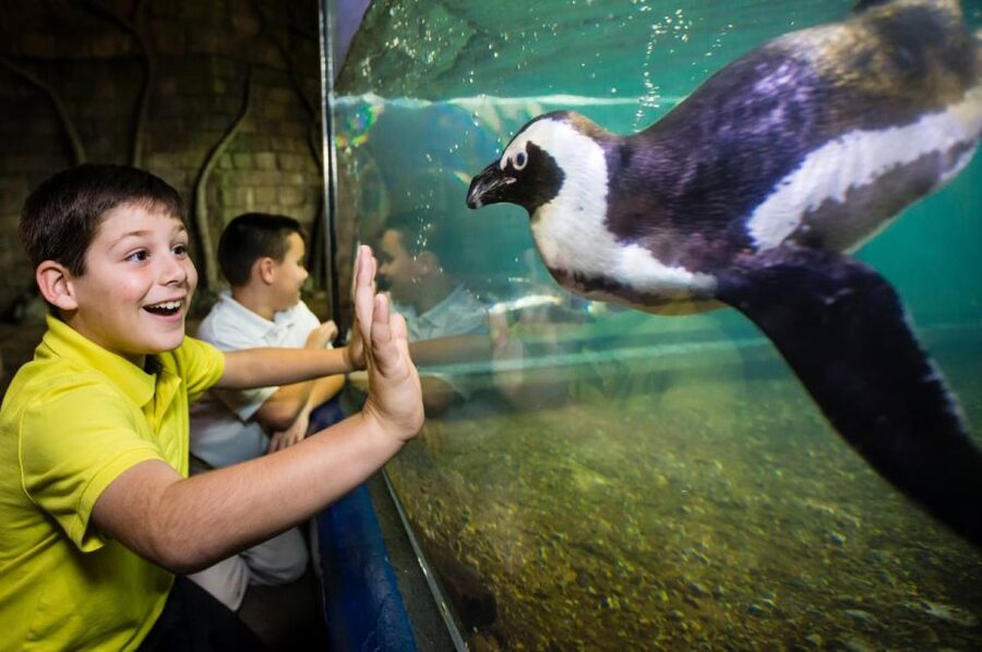 New Orleans: Audubon Aquarium & Insectarium Ticket - Enter the Amazon Rainforest without leaving downtown
