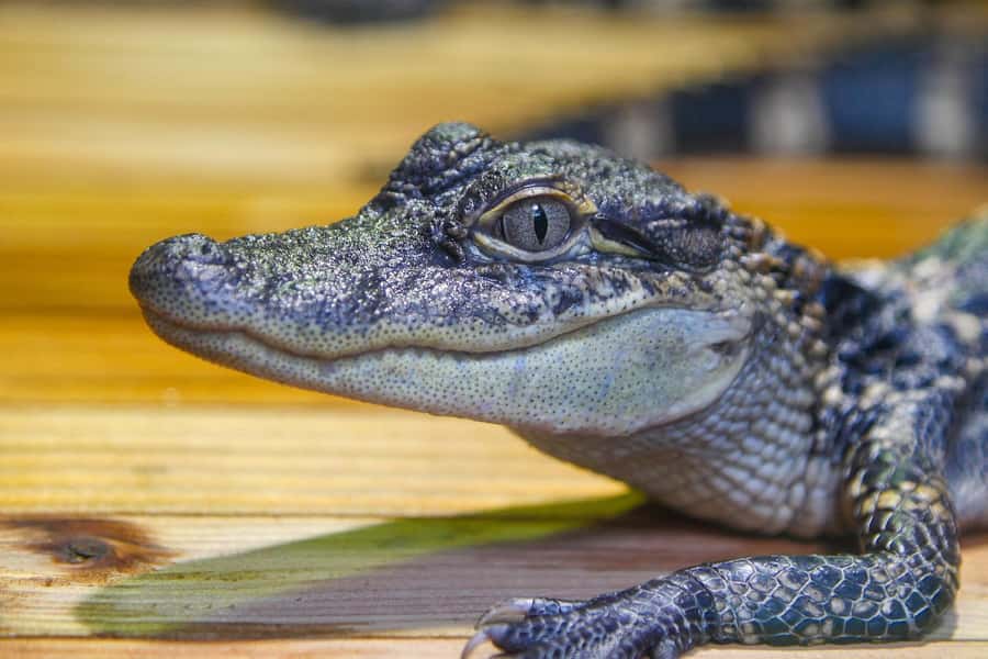 New Orleans: Audubon Aquarium & Insectarium Ticket - Decide if the Audubon Zoo belongs in your plan