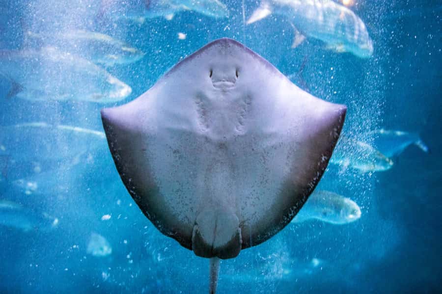 New Orleans: Audubon Aquarium & Insectarium Ticket - Is $63 a fair price?