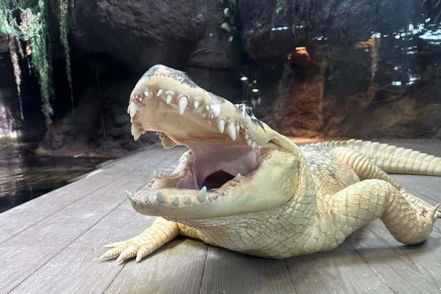 New Orleans: Audubon Aquarium & Insectarium Ticket - Walk through the Great Maya Reef tunnel