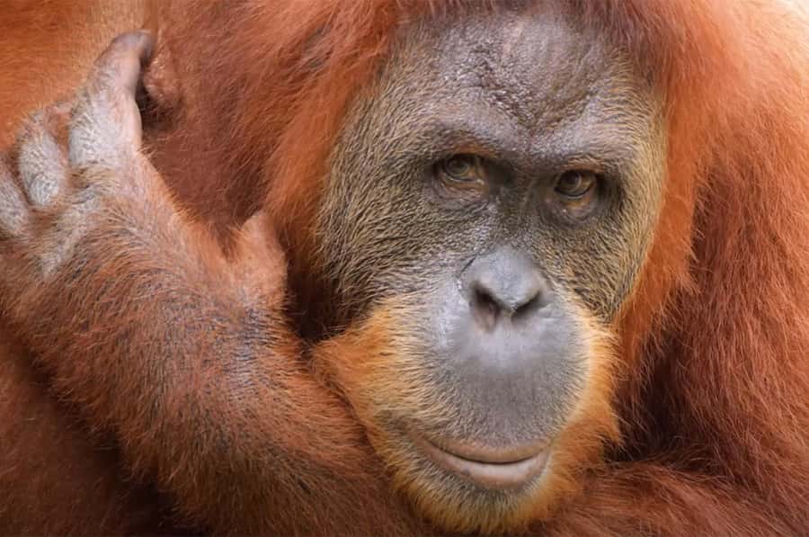 New Orleans: Audubon Zoo or Combo Ticket - A 50-acre zoo with a strong Louisiana identity