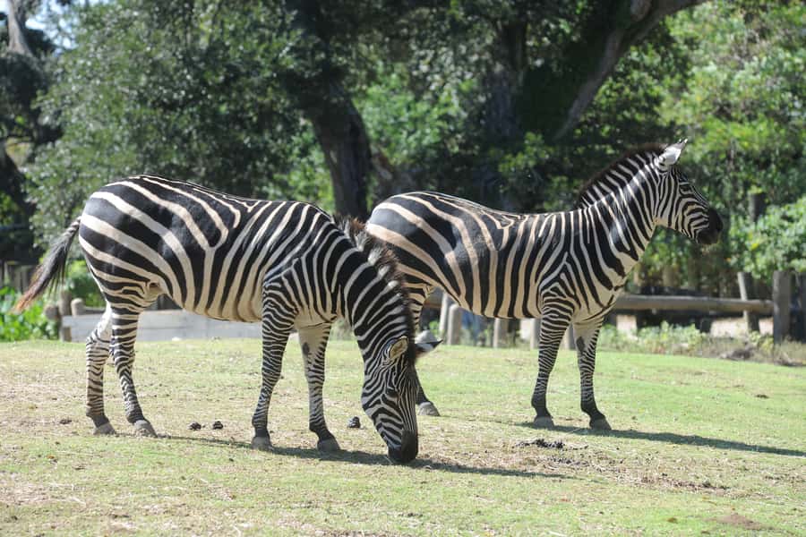 New Orleans: Audubon Zoo or Combo Ticket - Timing, heat, and access details