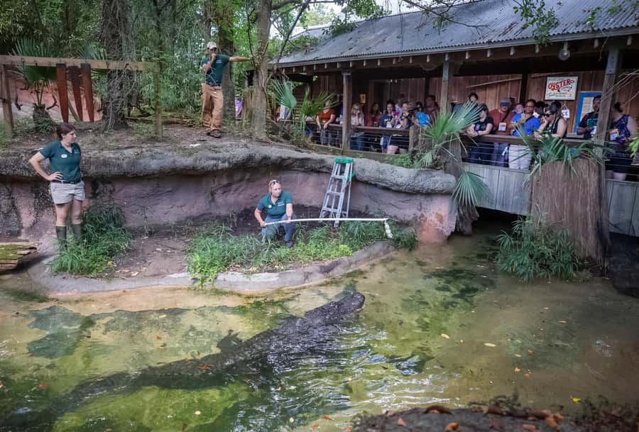 New Orleans: Audubon Zoo or Combo Ticket - Watoto Farm adds hands-on learning