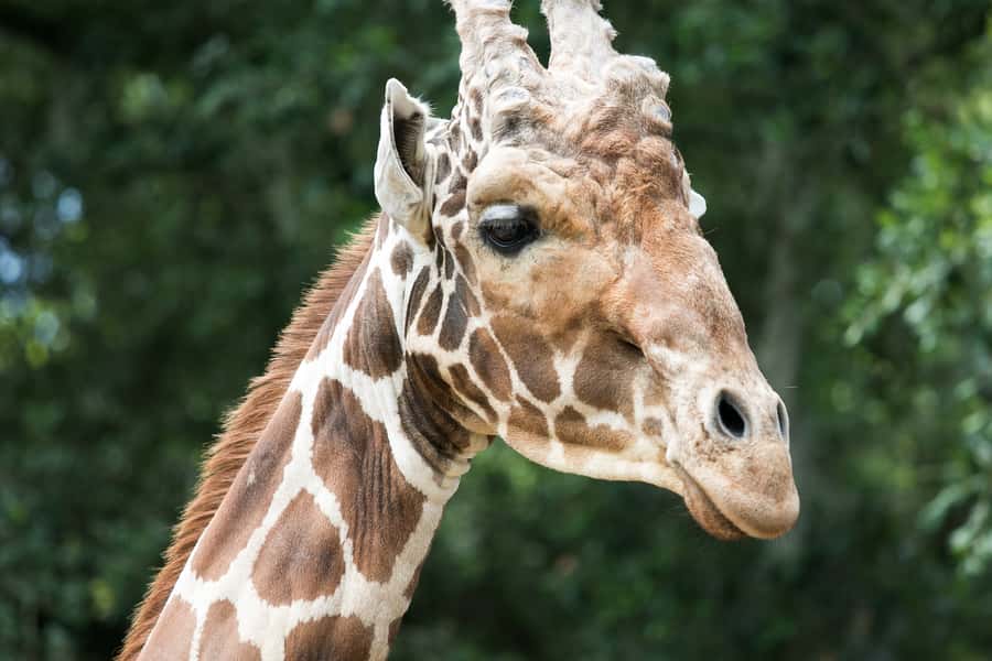 New Orleans: Audubon Zoo or Combo Ticket - Daily care demonstrations add useful context