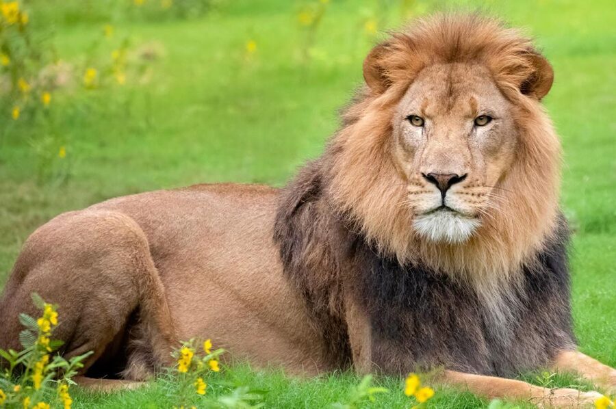 New Orleans: Audubon Zoo or Combo Ticket - The combo ticket requires a separate-location plan