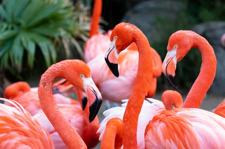 New Orleans: Audubon Zoo or Combo Ticket - Lions, leopards, and orangutans are the big draws