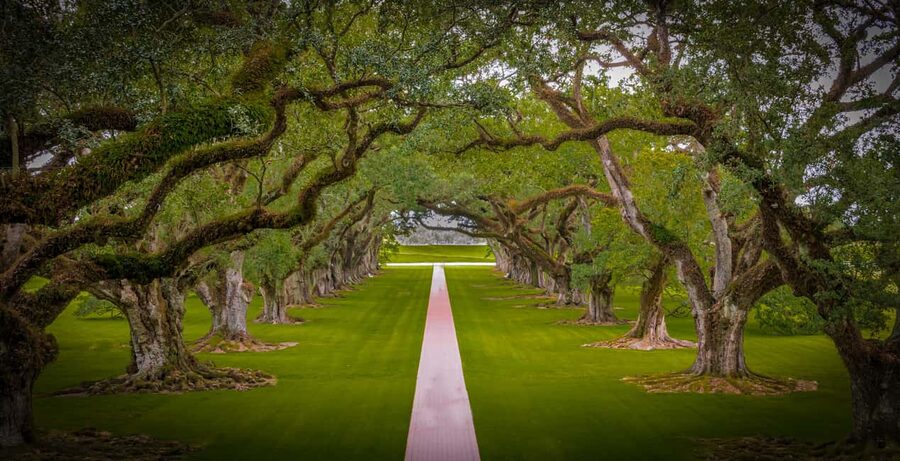 New Orleans: Bayou Swamp Tour and Oak Alley Plantation Tour - Key points to know before you book