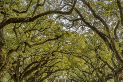 Bayou Swamp Tour and Oak Alley Plantation Tour