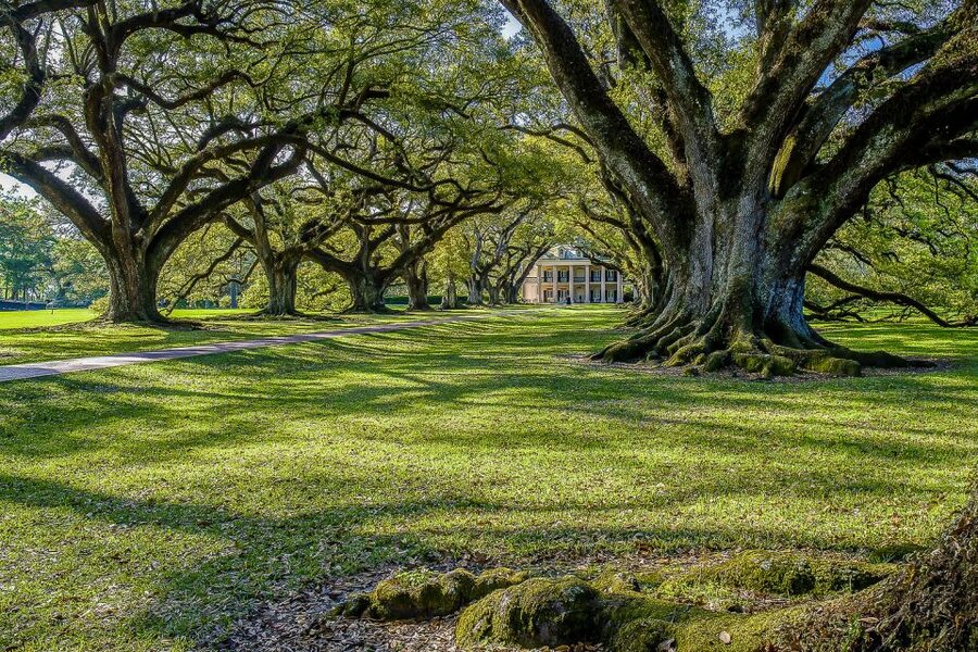 New Orleans: Bayou Swamp Tour and Oak Alley Plantation Tour - Oak Alley and its famous tree-lined approach