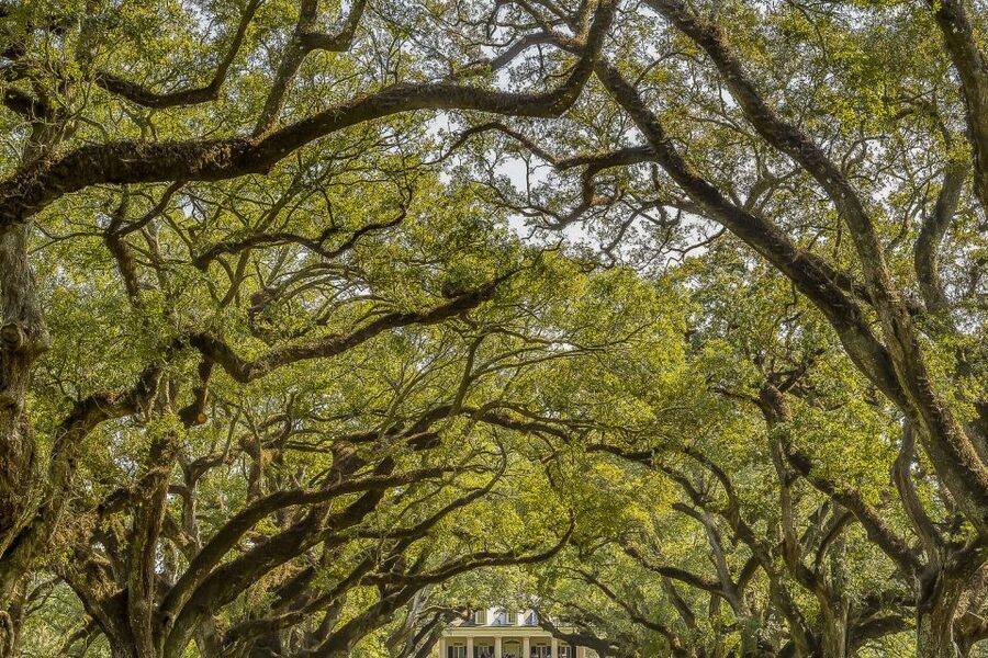 New Orleans: Bayou Swamp Tour and Oak Alley Plantation Tour - Hotel pickup requires serious punctuality