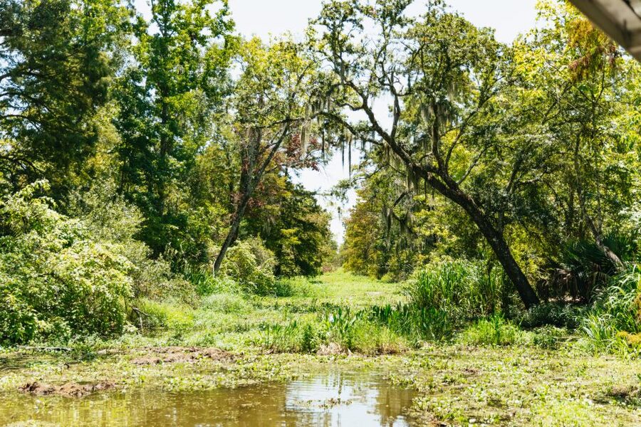 New Orleans: Bayou Tour in Jean Lafitte National Park - The 90-minute pontoon ride through Barataria Preserve