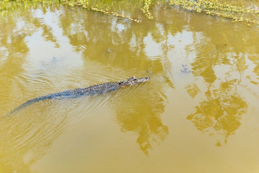 New Orleans: Bayou Tour in Jean Lafitte National Park - What you might see in the water and trees