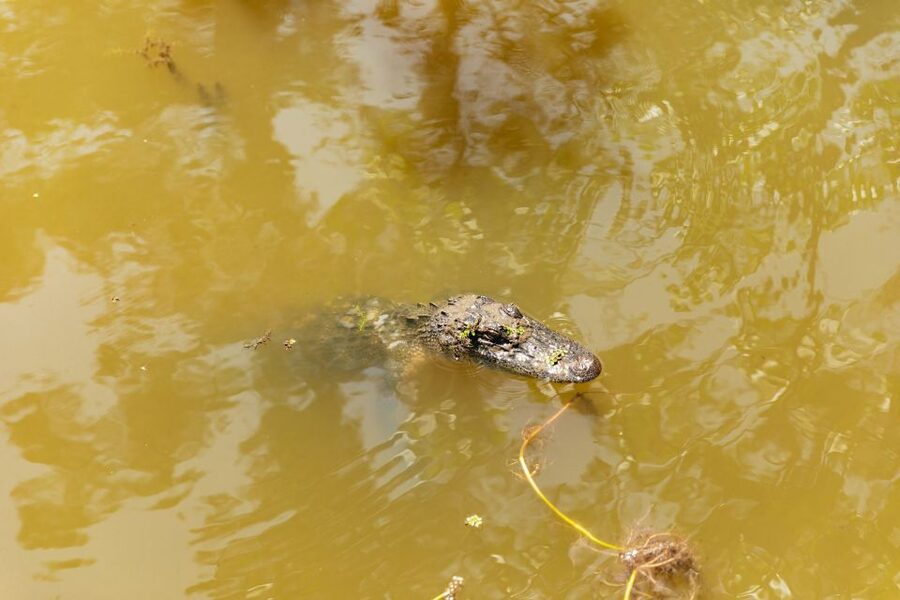 New Orleans: Bayou Tour in Jean Lafitte National Park - Guides, stories, and the human side of the tour