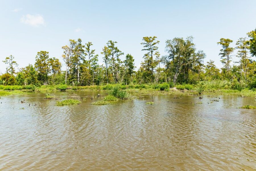 New Orleans: Bayou Tour in Jean Lafitte National Park - Who should book this experience?
