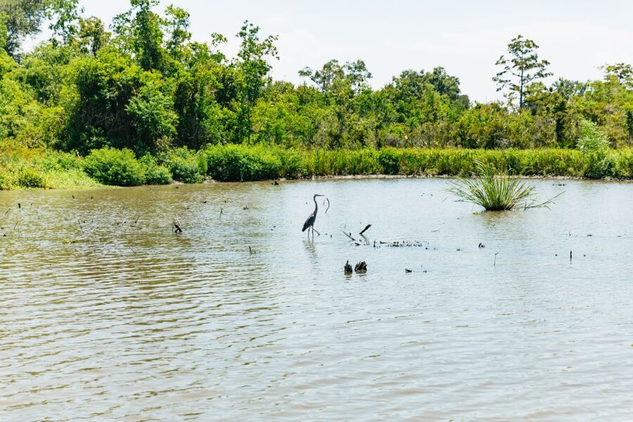 New Orleans: Bayou Tour in Jean Lafitte National Park - Checking in at 6601 Leo Kerner Parkway