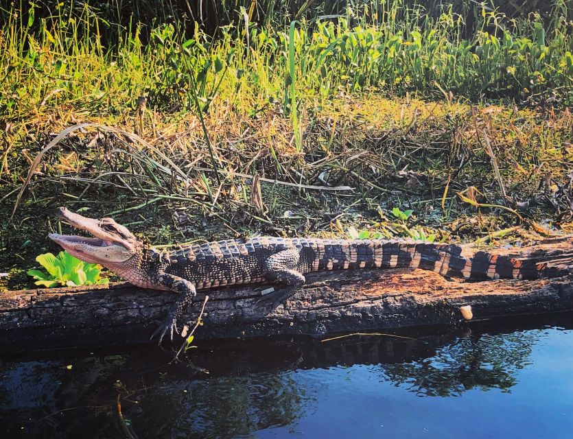 New Orleans: BYOB Tiki Boat Bayou Party and Wildlife Tour - From Paris Road to the bayou