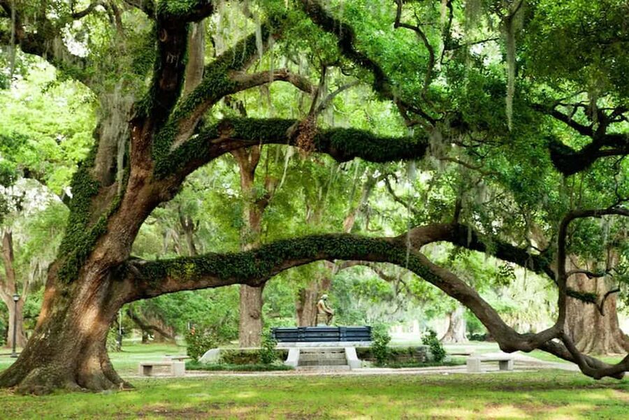 New Orleans: City & Cemetery Tour + Garden District Stroll - Who should book this tour?