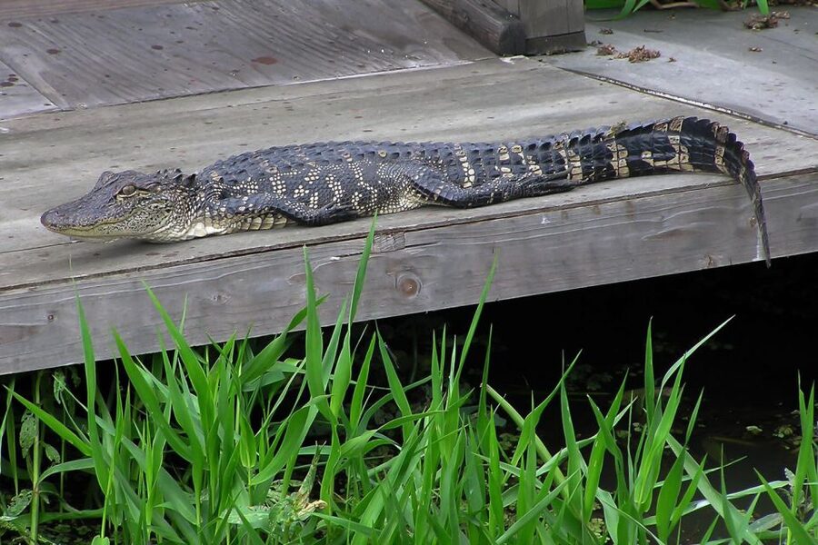 New Orleans: Destrehan Plantation & Airboat Combo Tour - Key points to know before you book