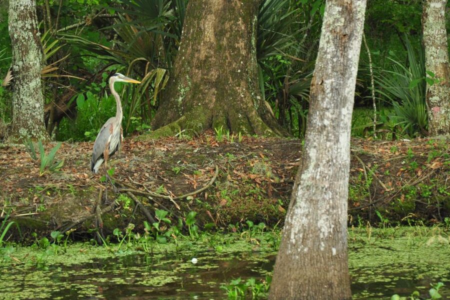 New Orleans: Destrehan Plantation & Airboat Combo Tour - From plantation grounds to Cajun Country swamps