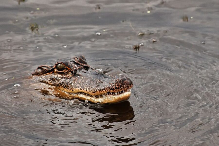 New Orleans: Destrehan Plantation & Airboat Combo Tour - Is $179 good value?