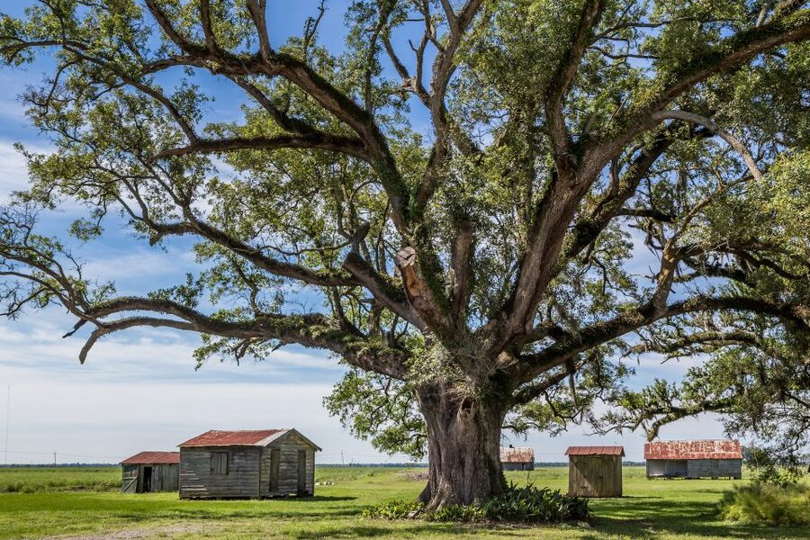 New Orleans: Felicity Plantation Guided Tour - The house: Creole character with Greek Revival form