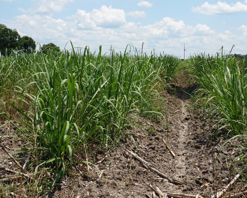 New Orleans: Felicity Plantation Guided Tour - A plantation story that includes labor and power