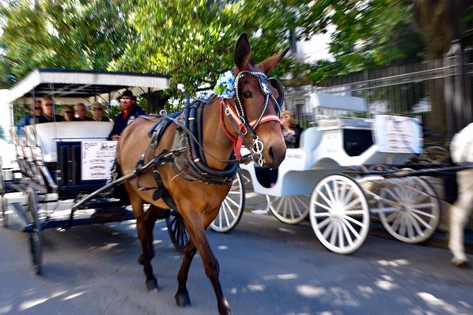 New Orleans French Quarter and More Carriage Ride - The carriage, mule, and comfort level