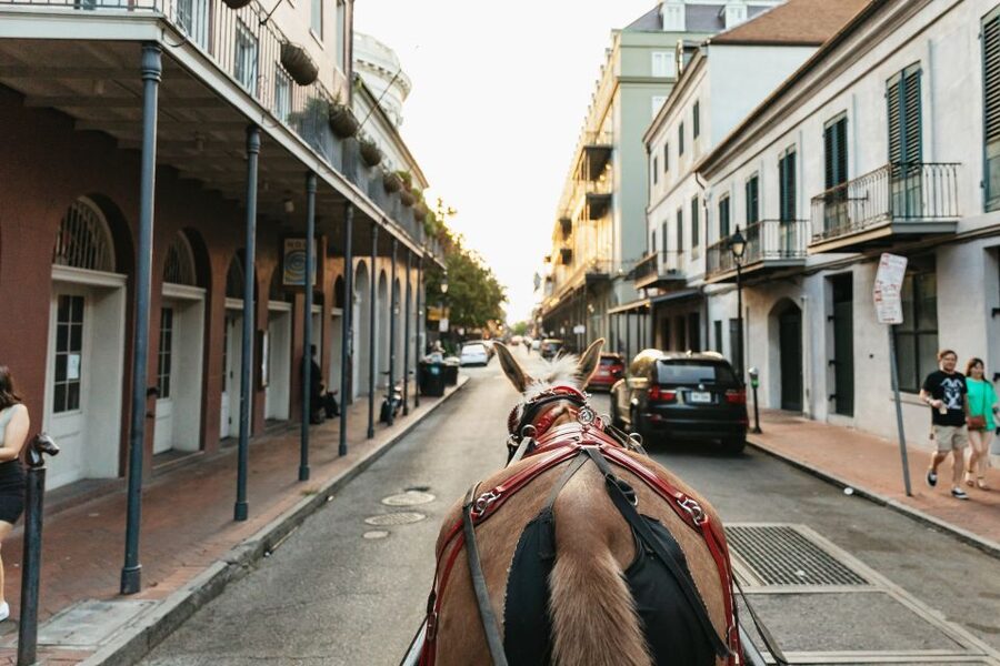 New Orleans: French Quarter Sightseeing Carriage Ride - Getting to know the mule
