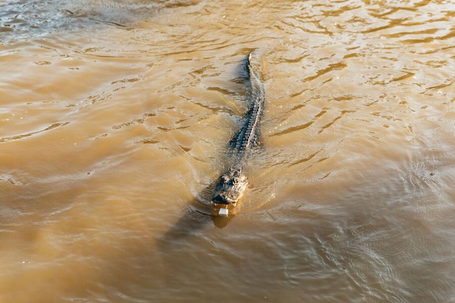 New Orleans: Guided Swamp Cruise by Tour Boat - What happens during the 100-minute cruise