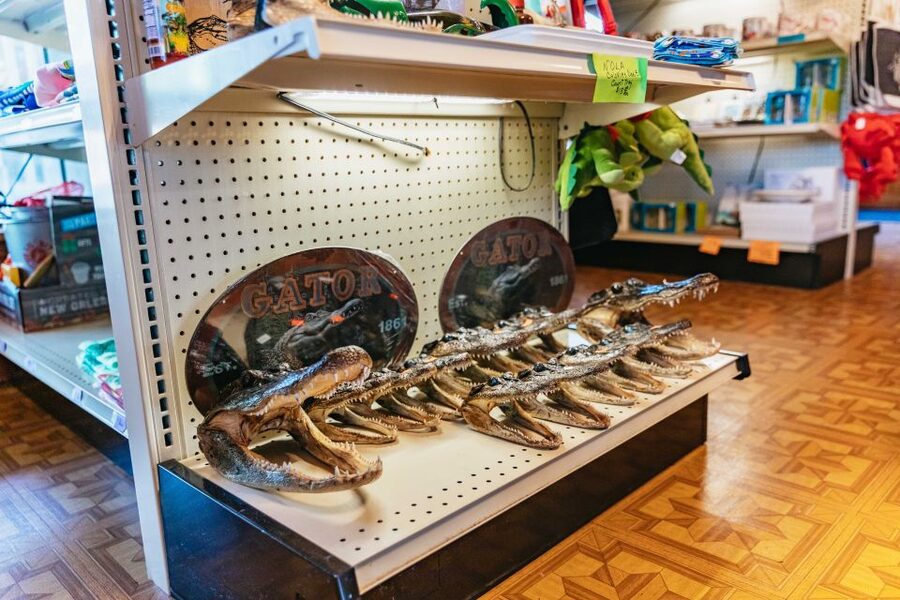 New Orleans: Guided Swamp Cruise by Tour Boat - When to go for the best experience