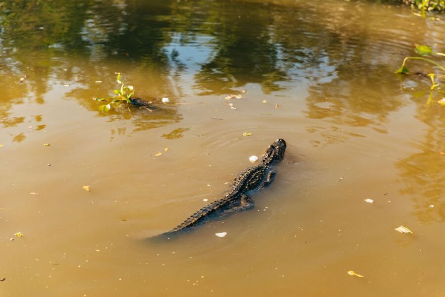 New Orleans: Guided Swamp Cruise by Tour Boat - A covered boat built for a slow ride