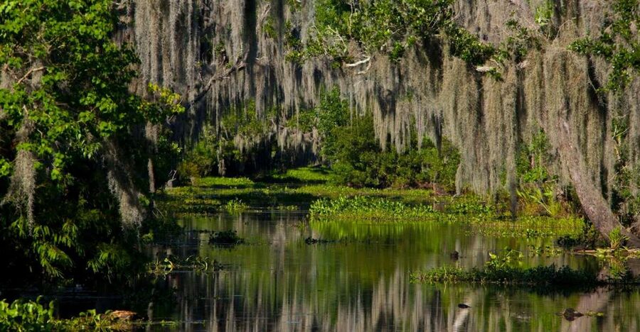 New Orleans: High Speed 16 Passenger Airboat Ride - Alligators, birds, and the search around each bend