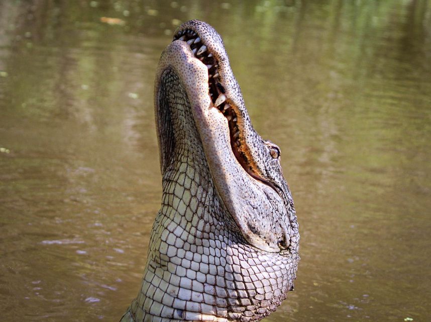 New Orleans: High Speed 16 Passenger Airboat Ride - The captains make the difference
