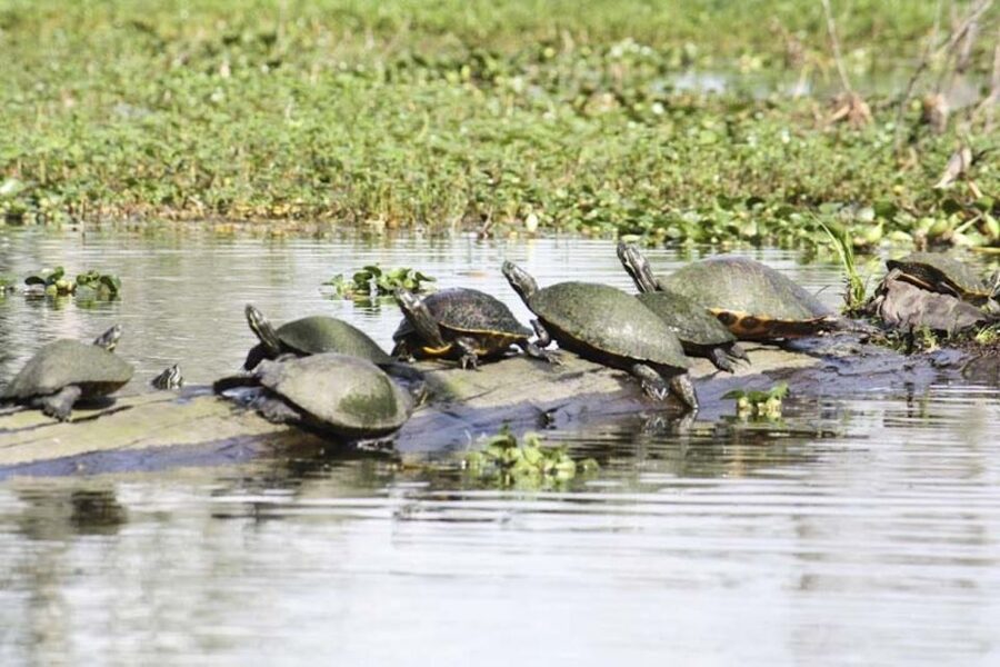 New Orleans: High Speed 16 Passenger Airboat Ride - Who should choose this outing