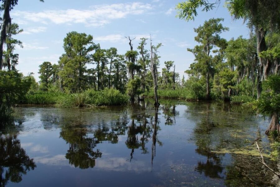 New Orleans: High Speed 16 Passenger Airboat Ride - Jean Lafitte National Historical Park and Preserve by airboat