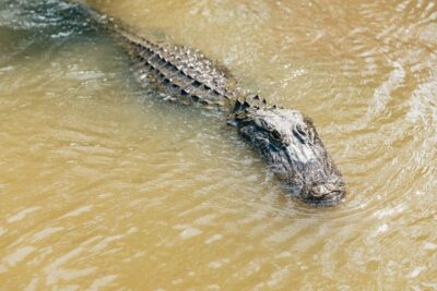 High Speed 9 Passenger Airboat Tour