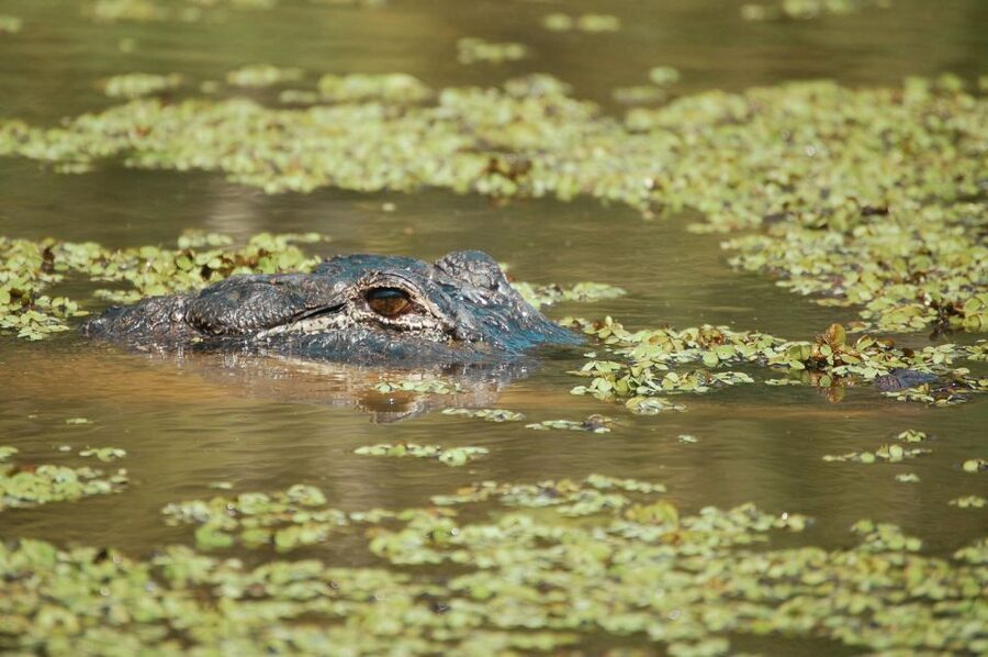New Orleans: High Speed 9 Passenger Airboat Tour - The guides make the difference