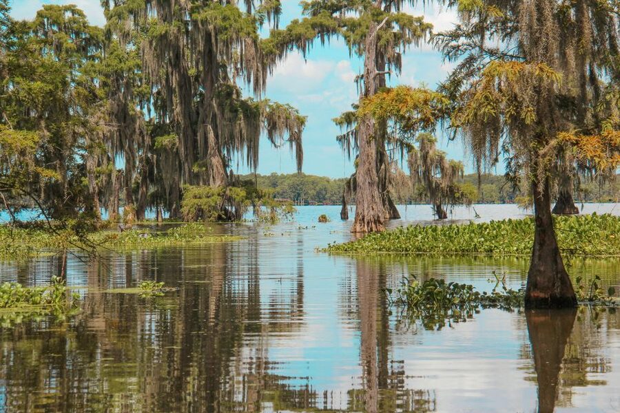 New Orleans: High Speed 9 Passenger Airboat Tour - Jean Lafitte National Historical Park and Preserve
