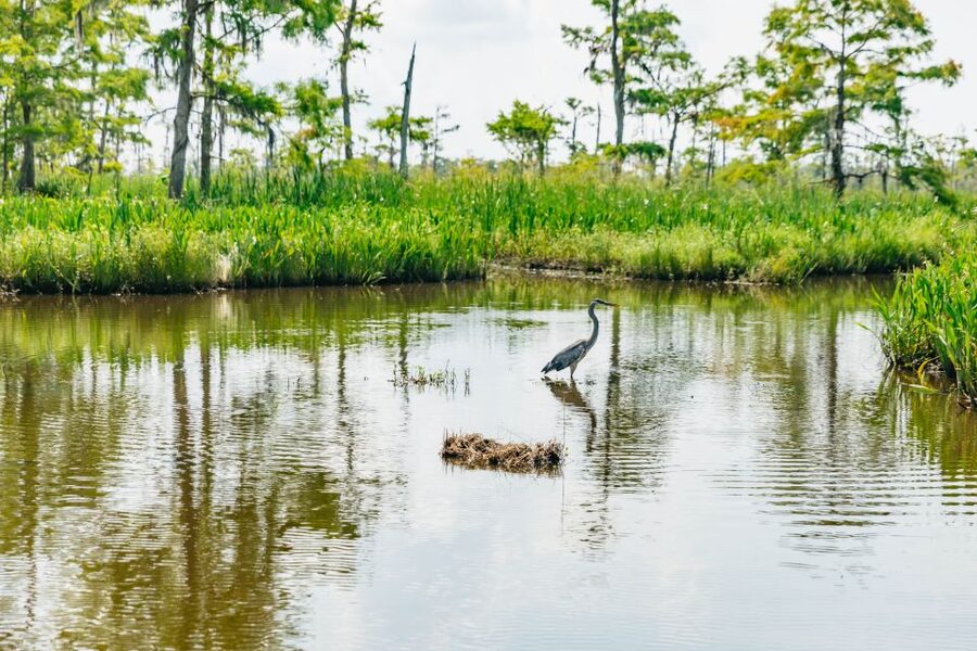 New Orleans: High Speed 9 Passenger Airboat Tour - Is $89 a fair price?