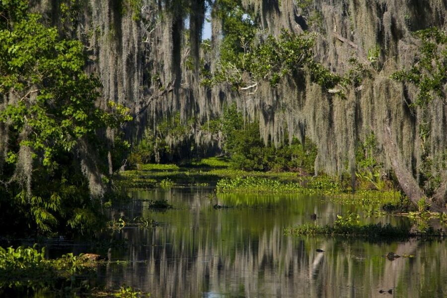 New Orleans: High Speed 9 Passenger Airboat Tour - Who will enjoy this airboat trip?