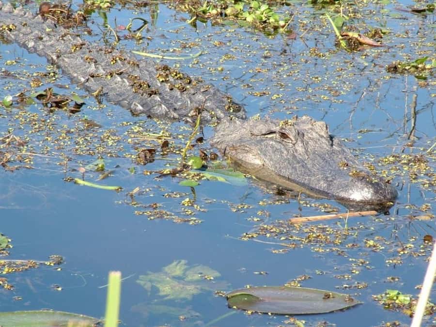 New Orleans: Honey Island Swamp Tour - Key points to know before booking