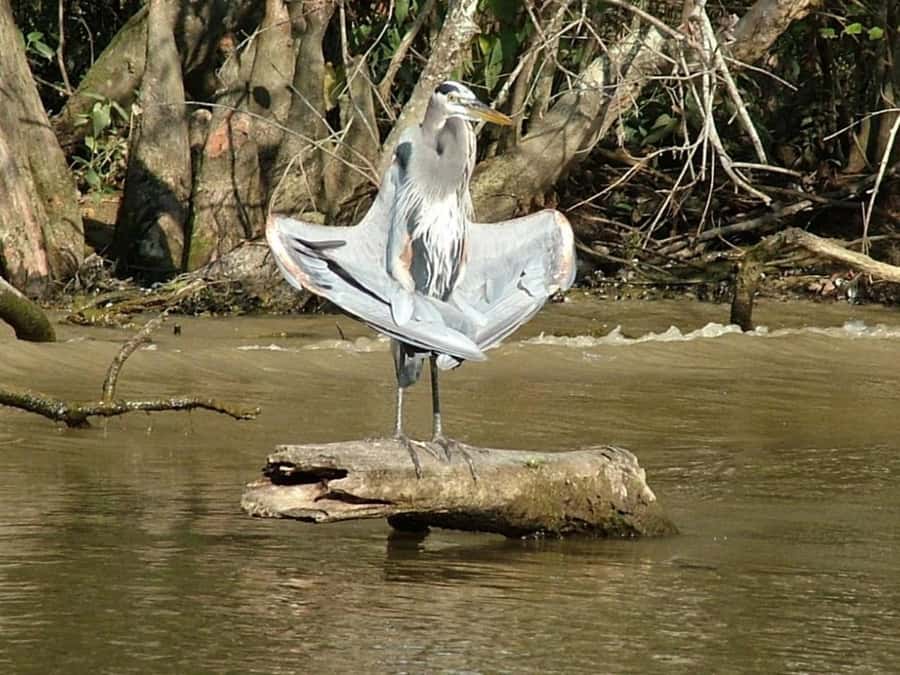 New Orleans: Honey Island Swamp Tour - Wildlife watching, with alligators as the main draw