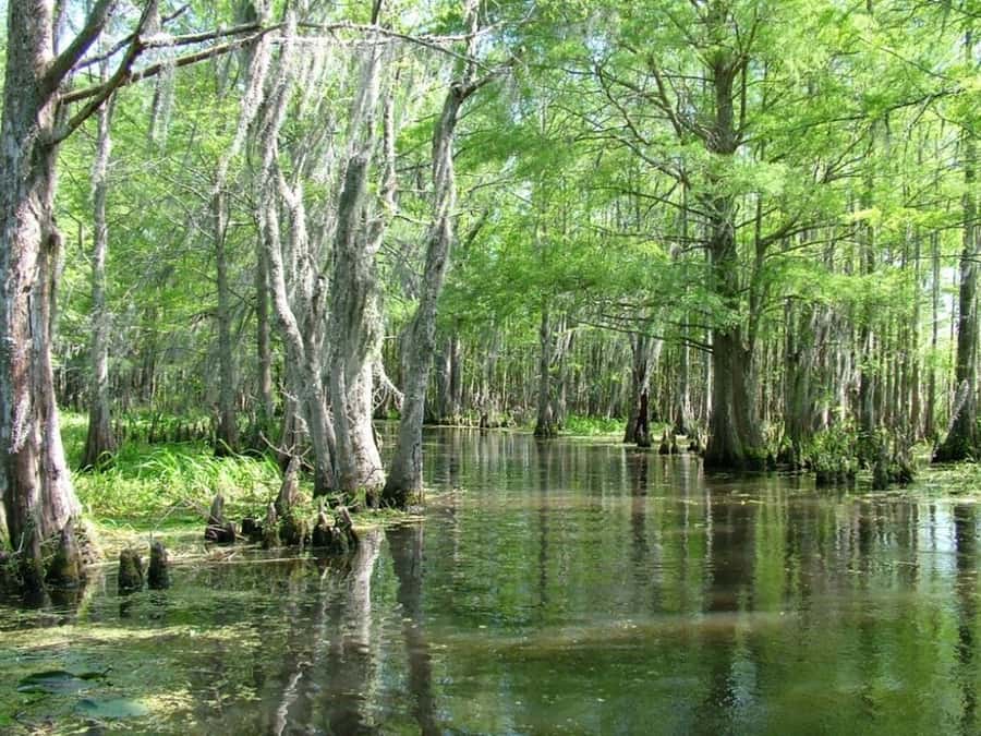 New Orleans: Honey Island Swamp Tour - The transport and check-in details that matter