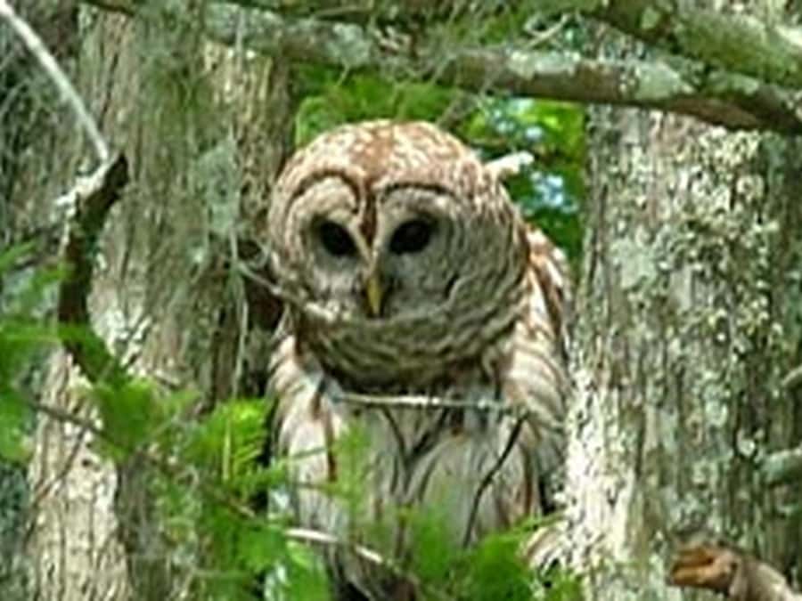 New Orleans: Honey Island Swamp Tour - Choosing the right time and clothing