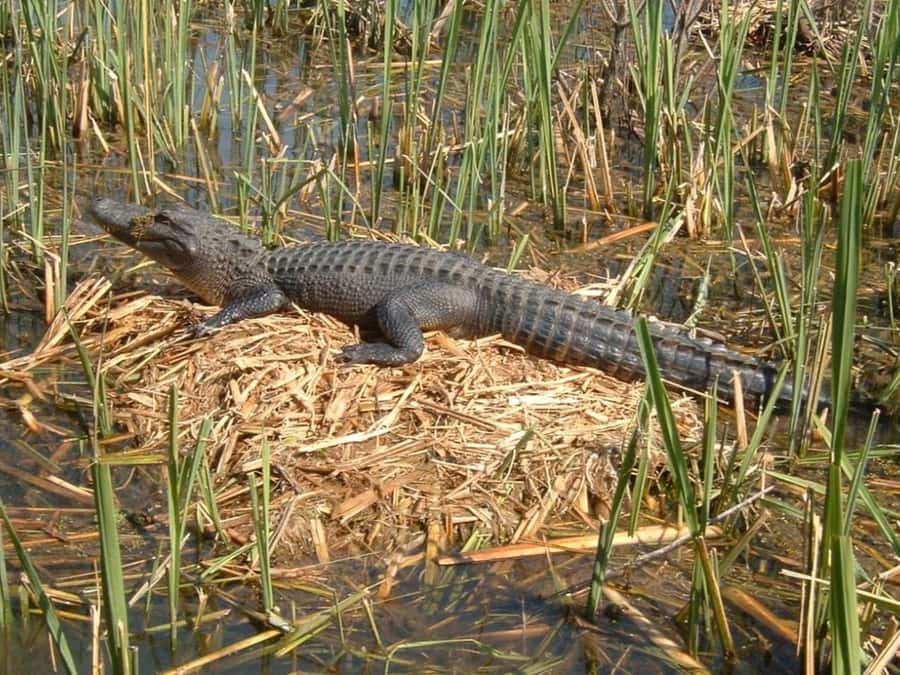 New Orleans: Honey Island Swamp Tour - Who will enjoy this swamp tour most