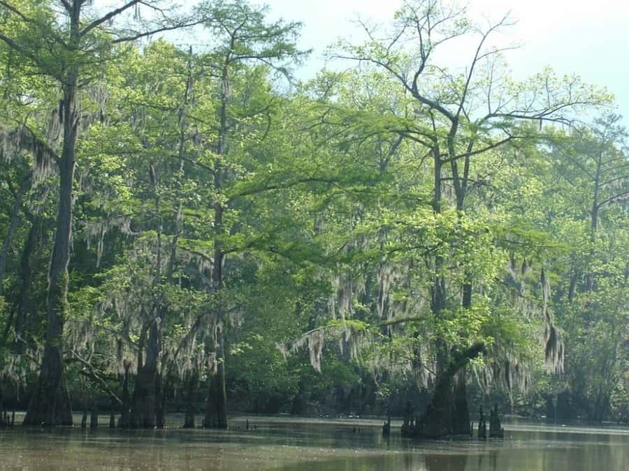 New Orleans: Honey Island Swamp Tour - A closer look at the strongest guide feedback
