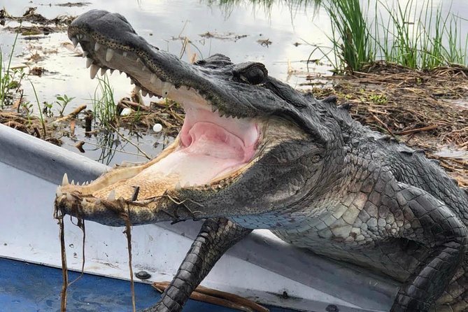 New Orleans Large Airboat Swamp Tour - Key points to know before you book